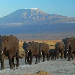 Amboseli Park safari